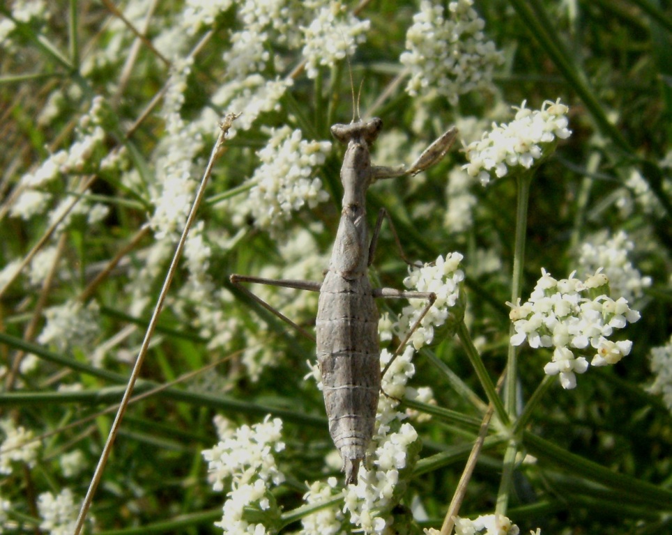 Geomantis larvoides? Ameles decolor